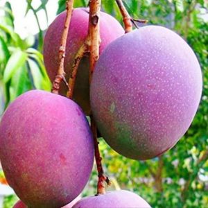 ৩৫০০ টাকা সমমূল্যের ১২টি ১২মাসি কলমের গাছ পাচ্ছেন মাত্র ১৪৫০ টাকায়