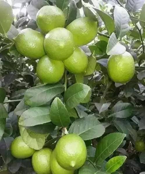 WhatsApp Image 2025-07-04 at 10.44.13 AM